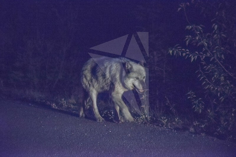 topaz-denoise-ai-review-wolf-after