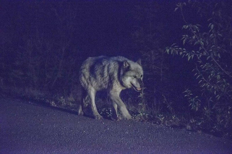 topaz-denoise-ai-review-wolf-before