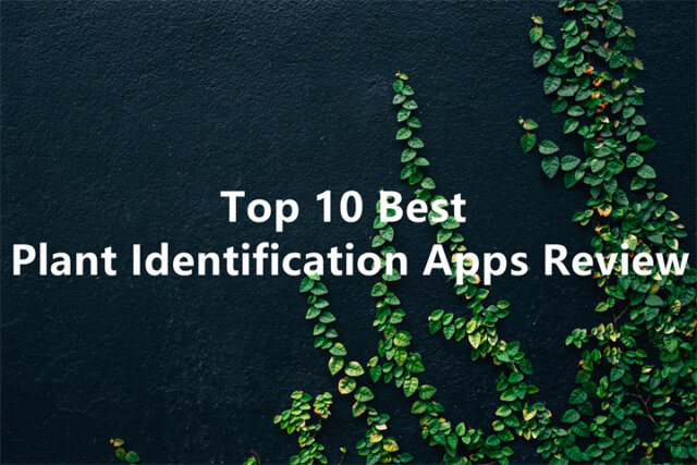 Top-10-Best-Plant-Identification-Apps-Review